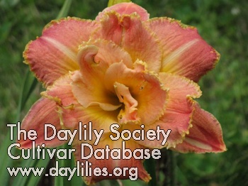 Daylily Beaded Coral